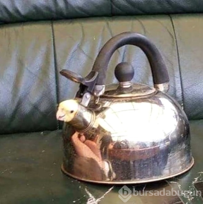 Görüp görebileceğiniz en değişik fotoğraflar...