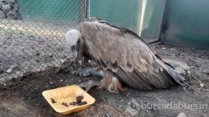 Yürek ısıtan görüntü! Ölmesin diye montuna sardı
