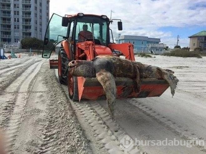 Dünya üzerinde fotoğraflanmış şaşırtıcı fotoğraflar