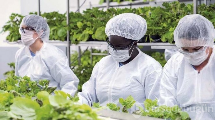 Kanadalı ilaç firması Medicago, yüzde 71 etkili bitki bazlı Covid-19 aşısı geliştirdi
