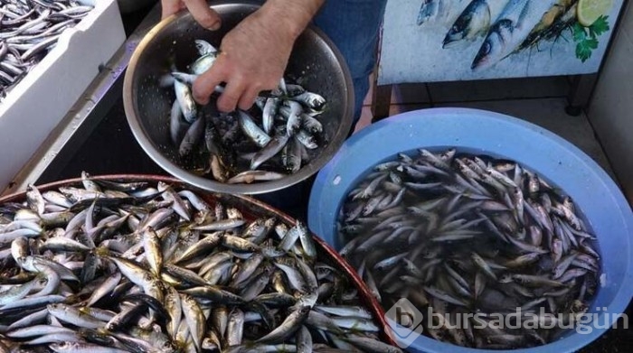 Karadeniz'de bu yıl hamsi erken tükendi!