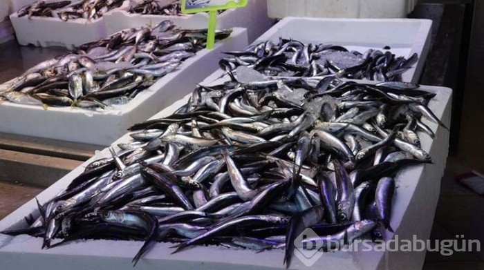 Karadeniz'de bu yıl hamsi erken tükendi!