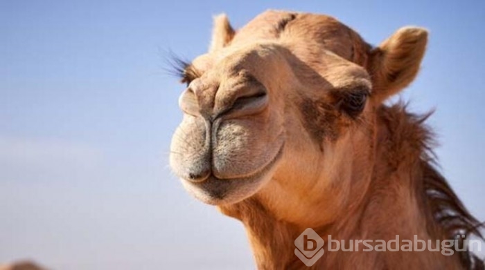Suudi Arabistan'daki Botokslu develer güzellik yarışmasından atıldı!