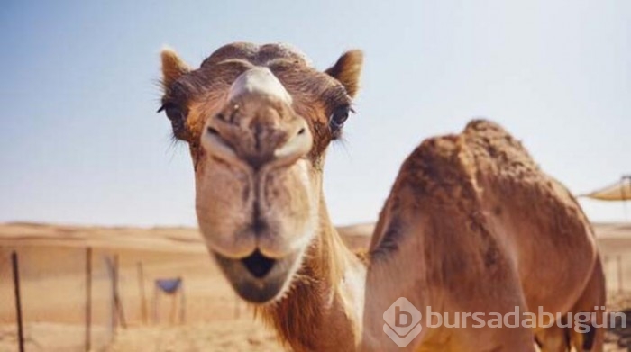 Suudi Arabistan'daki Botokslu develer güzellik yarışmasından atıldı!