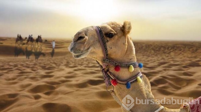 Suudi Arabistan'daki Botokslu develer güzellik yarışmasından atıldı!
