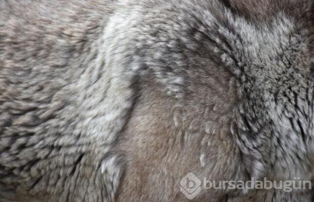 Kangal köpekleri zırhlarını giyiyor!
