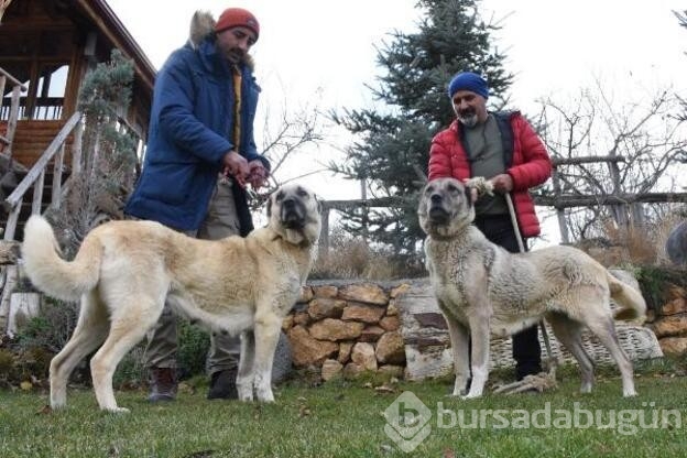 Kangal köpekleri zırhlarını giyiyor!