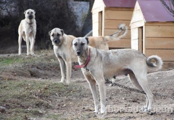 Kangal köpekleri zırhlarını giyiyor!