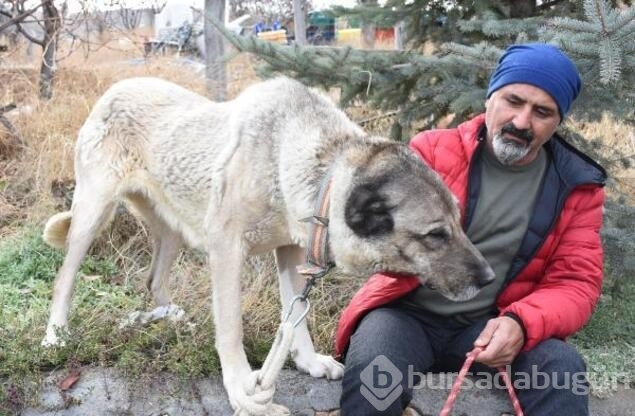 Kangal köpekleri zırhlarını giyiyor!