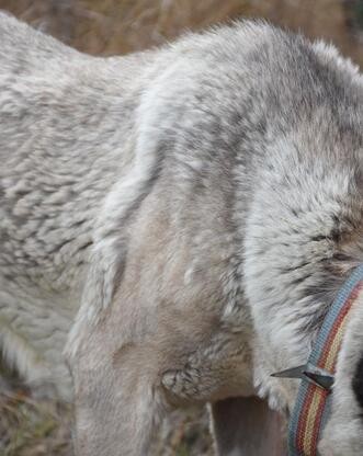 Kangal köpekleri zırhlarını giyiyor!