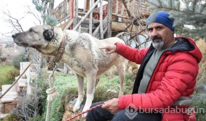 Kangal köpekleri zırhlarını giyiyor!