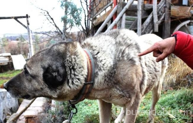 Kangal köpekleri zırhlarını giyiyor!