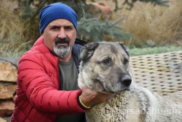 Kangal köpekleri zırhlarını giyiyor!