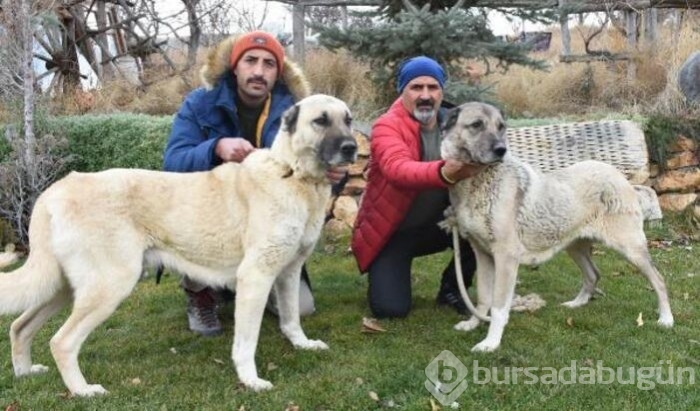 Kangal köpekleri zırhlarını giyiyor!