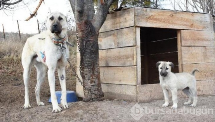 Kangal köpekleri zırhlarını giyiyor!