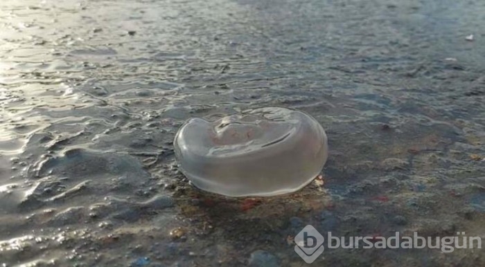 Marmara'da denizanası istilası!
