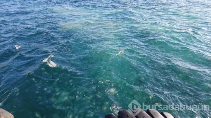 Marmara'da denizanası istilası!
