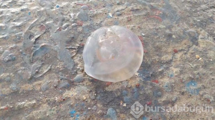Marmara'da denizanası istilası!
