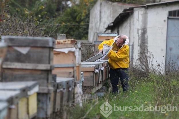 Kuraklık balı vurdu; arılar ölüyor, üretim düşüyor!
