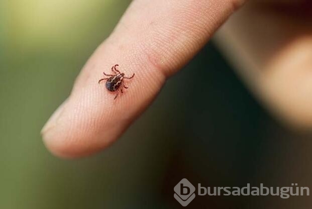 Lyme hastalığı nedir? Nelere dikkat edilmelidir?
