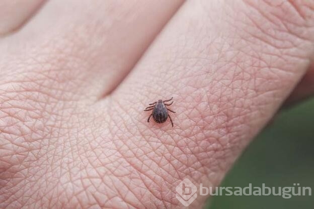 Lyme hastalığı nedir? Nelere dikkat edilmelidir?
