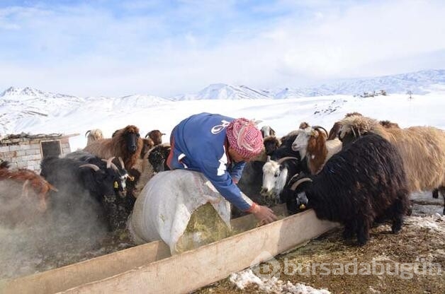 4 Yıldır yaylada tek başına yaşıyor!