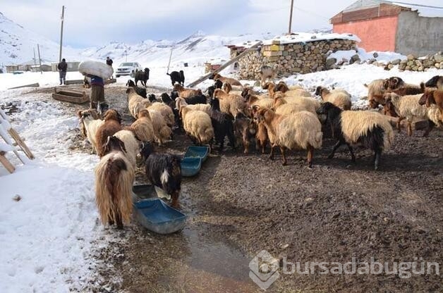 4 Yıldır yaylada tek başına yaşıyor!