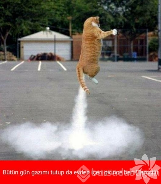 En komik kedi caps'leri...
