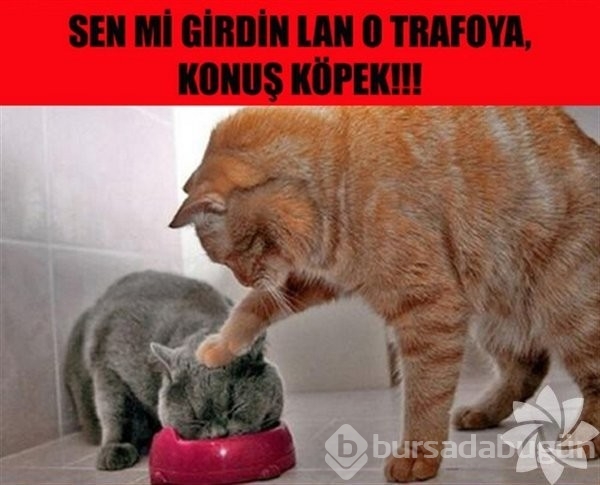 En komik kedi caps'leri...
