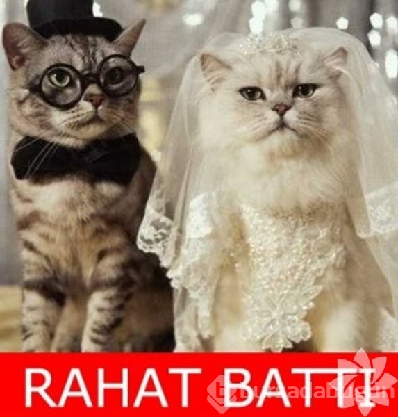 En komik kedi caps'leri...

