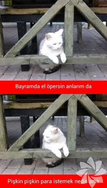 En komik kedi caps'leri...
