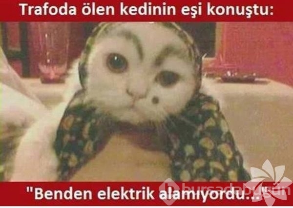 En komik kedi caps'leri...
