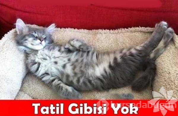 En komik kedi caps'leri...
