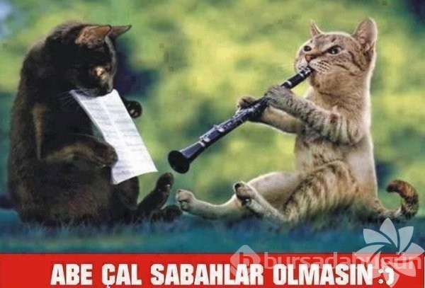 En komik kedi caps'leri...
