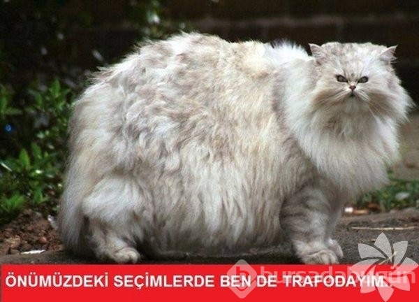 En komik kedi caps'leri...
