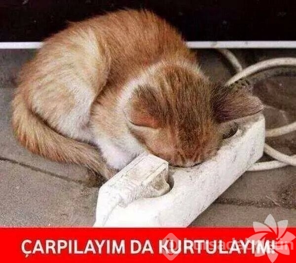 En komik kedi caps'leri...
