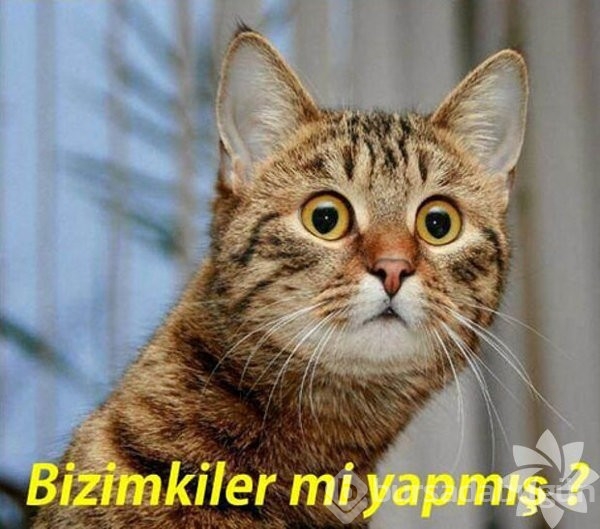En komik kedi caps'leri...
