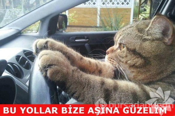 En komik kedi caps'leri...
