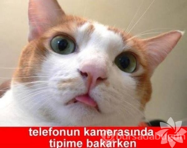 En komik kedi caps'leri...
