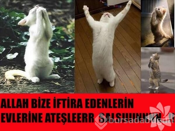 En komik kedi caps'leri...
