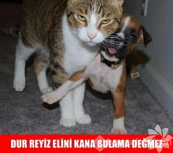 En komik kedi caps'leri...

