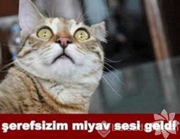 En komik kedi caps'leri...
