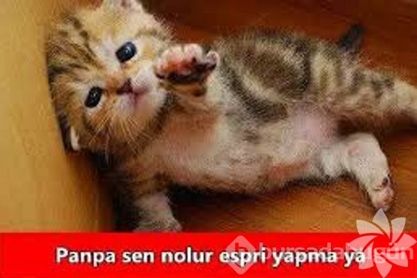 En komik kedi caps'leri...
