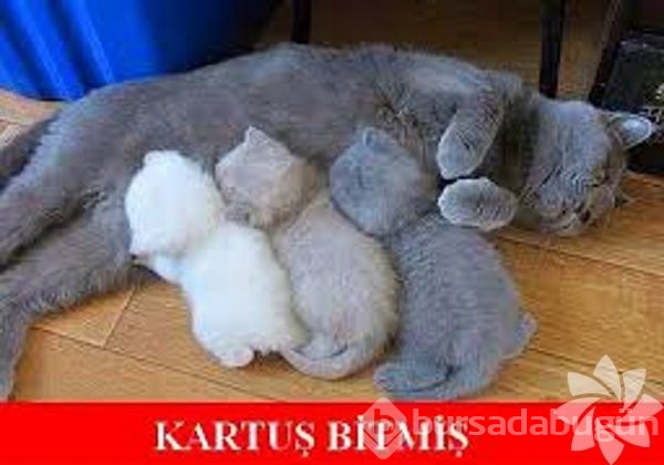 En komik kedi caps'leri...

