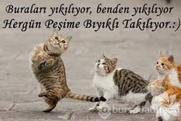 En komik kedi caps'leri...
