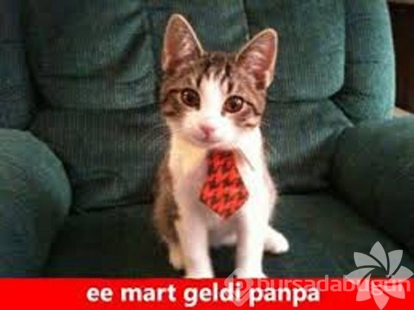 En komik kedi caps'leri...
