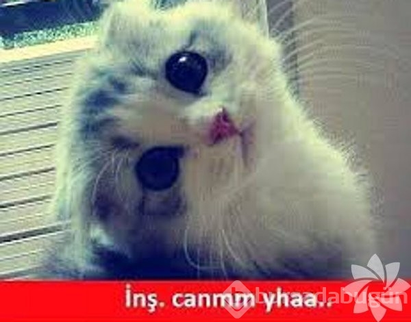 En komik kedi caps'leri...
