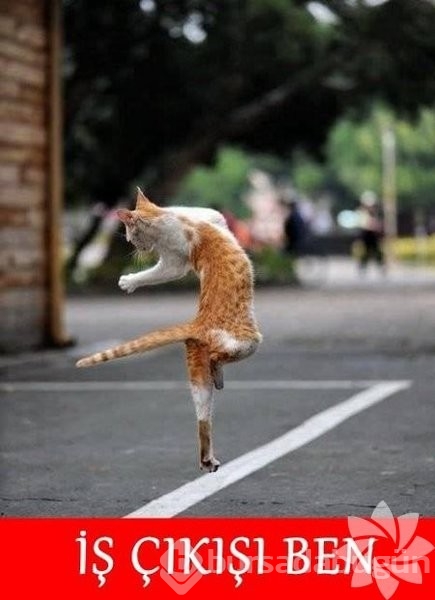 En komik kedi caps'leri...
