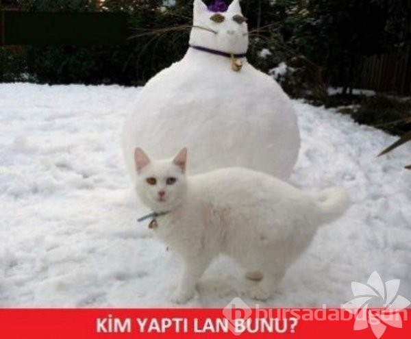 En komik kedi caps'leri...
