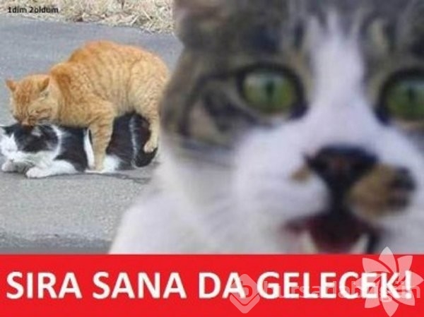 En komik kedi caps'leri...
